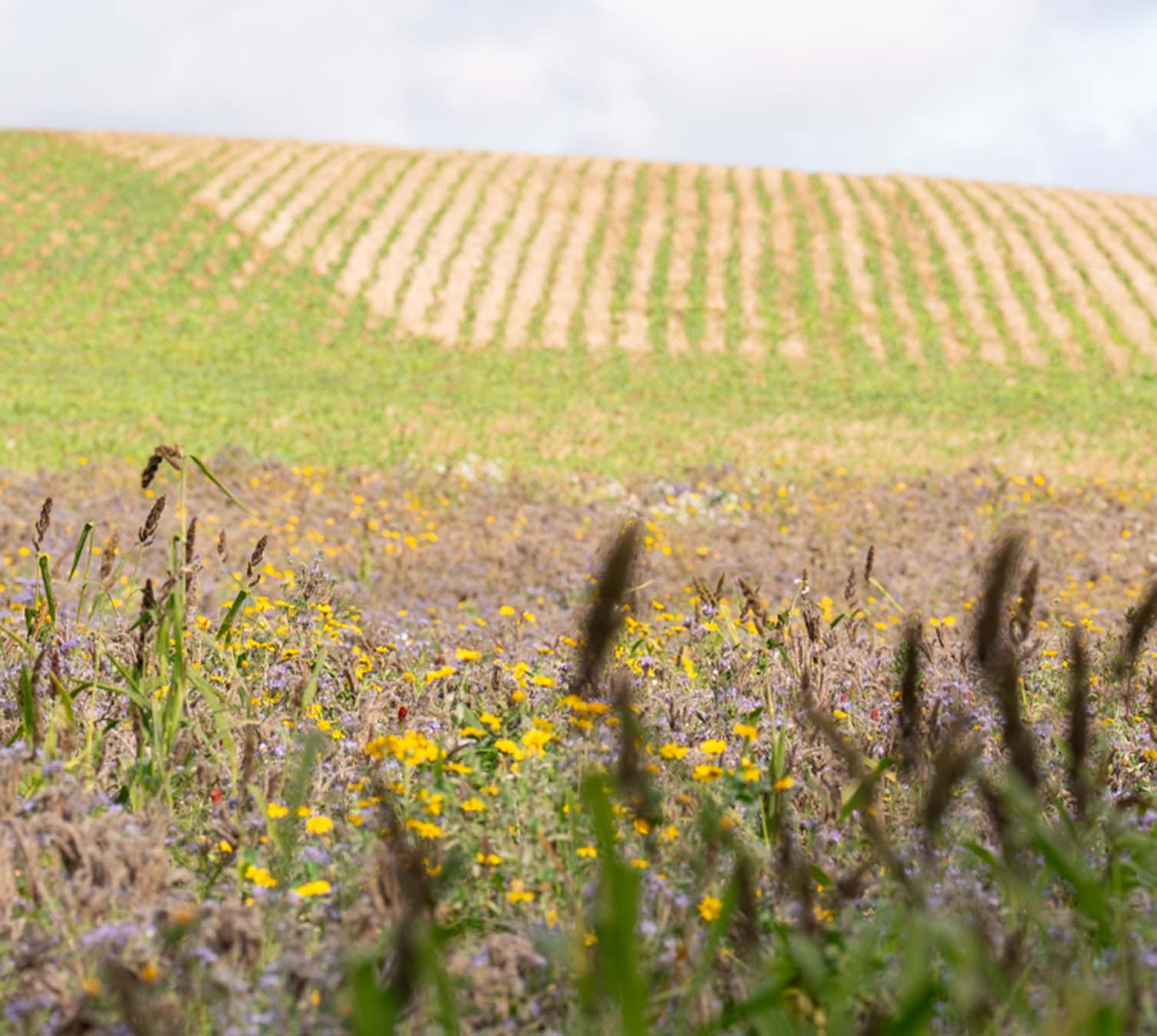 One of many flower-rich plots planted as part of SFI, and a winter green cover establishing beyond.