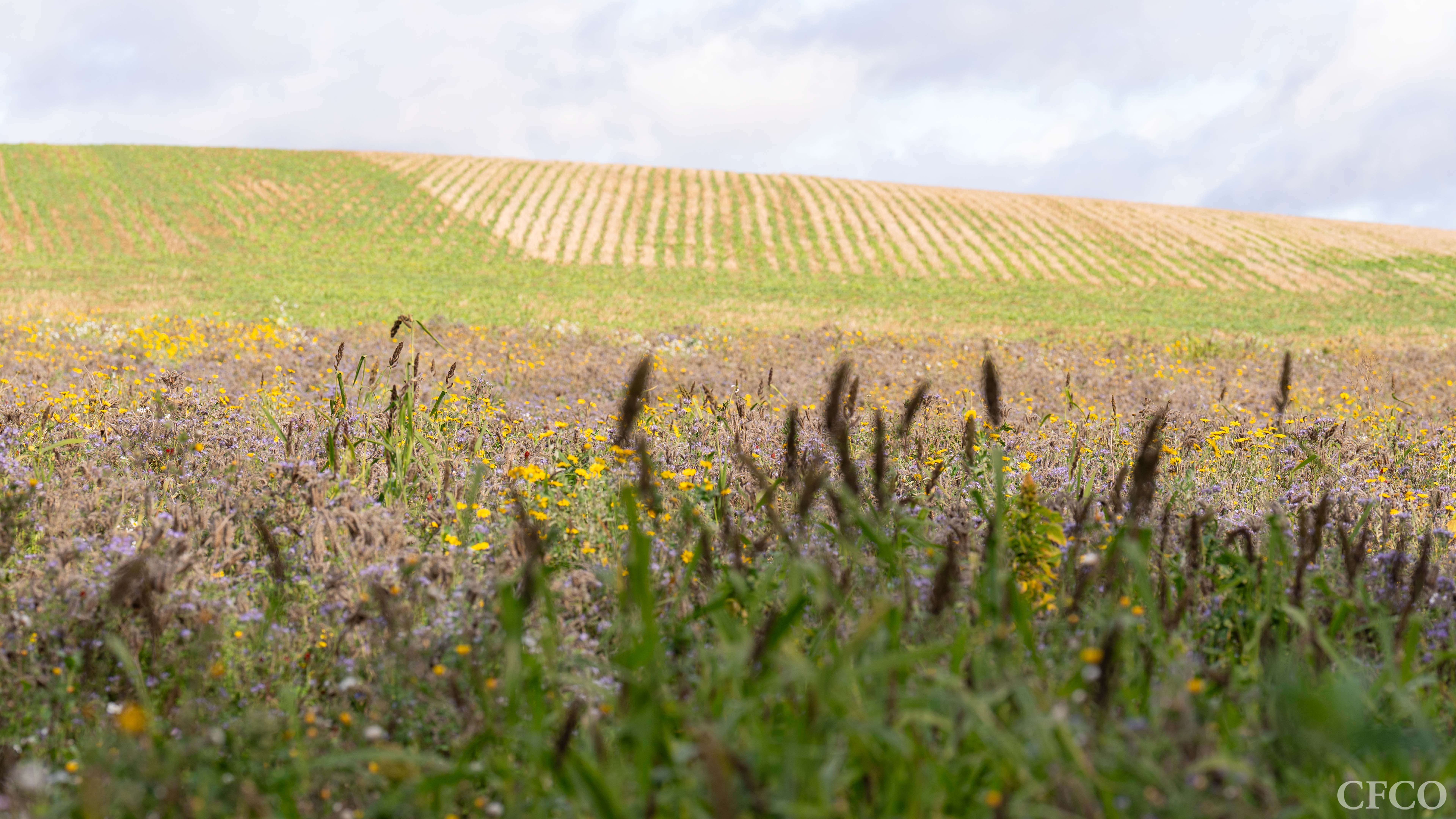 One of many flower-rich plots planted as part of SFI, and a winter green cover establishing beyond.