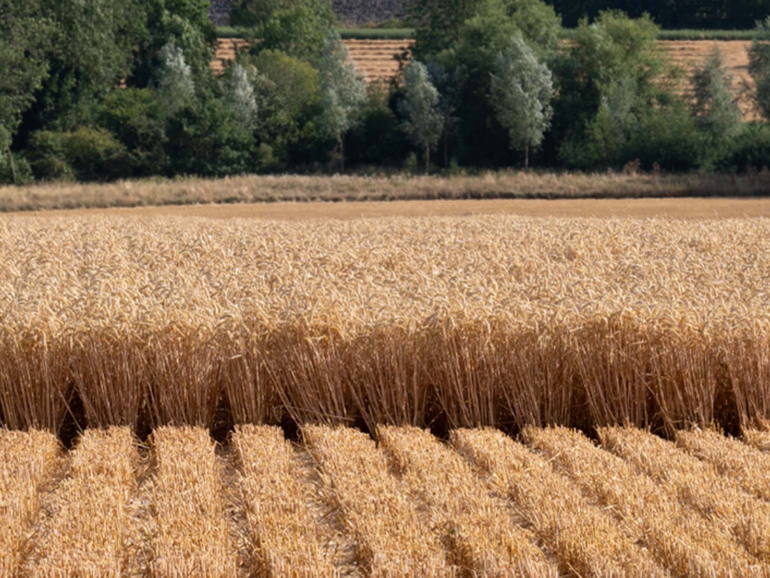 Cross section of strip-till drilled winter wheat pictured during harvest.