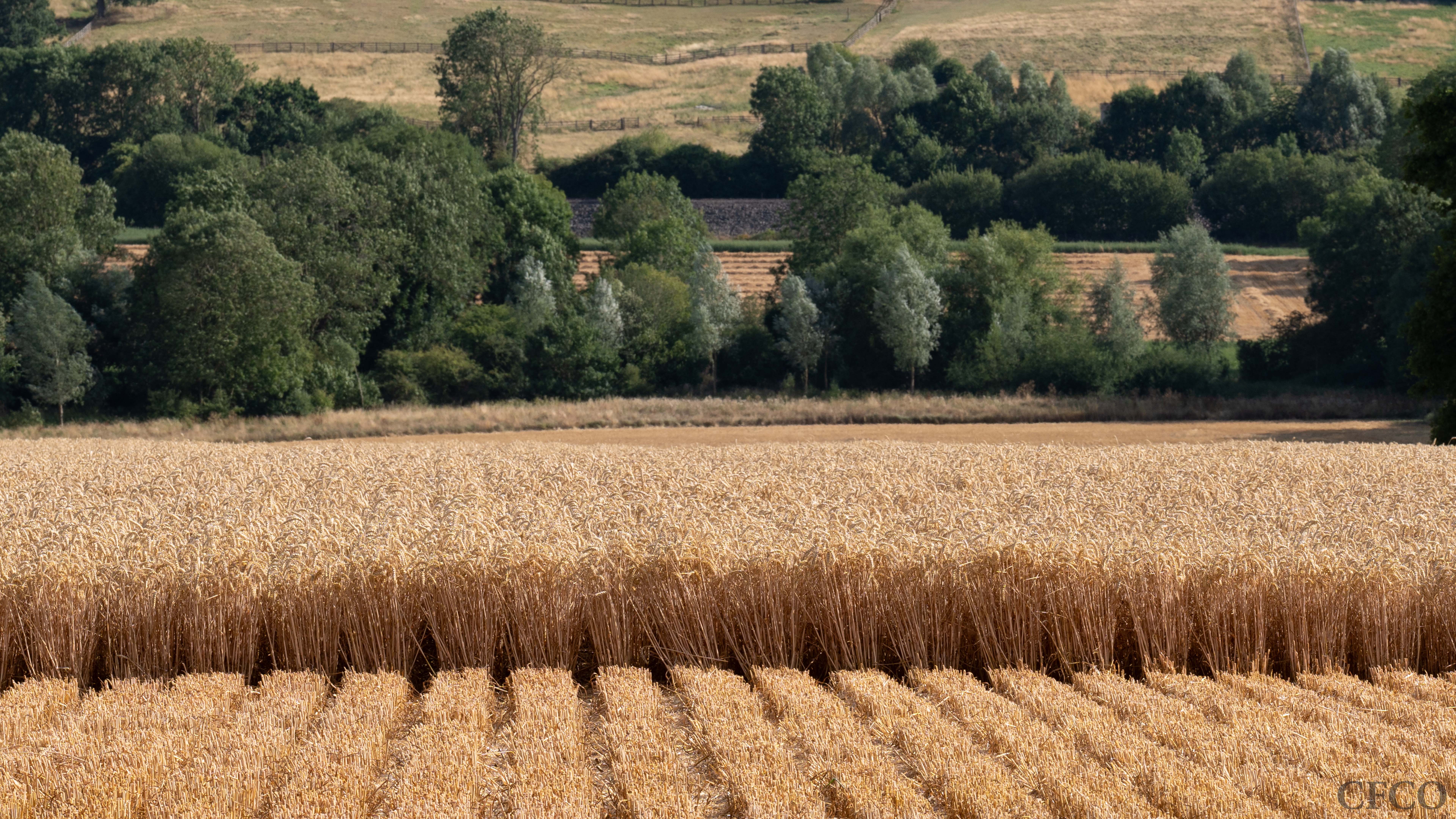 Cross section of strip-till drilled winter wheat pictured during harvest.