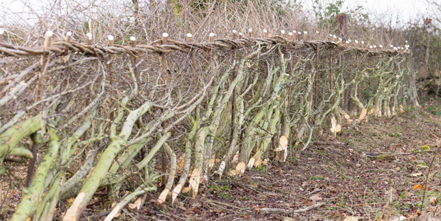 Winter hedge laying works on the Lyndon Farm in Rutland.