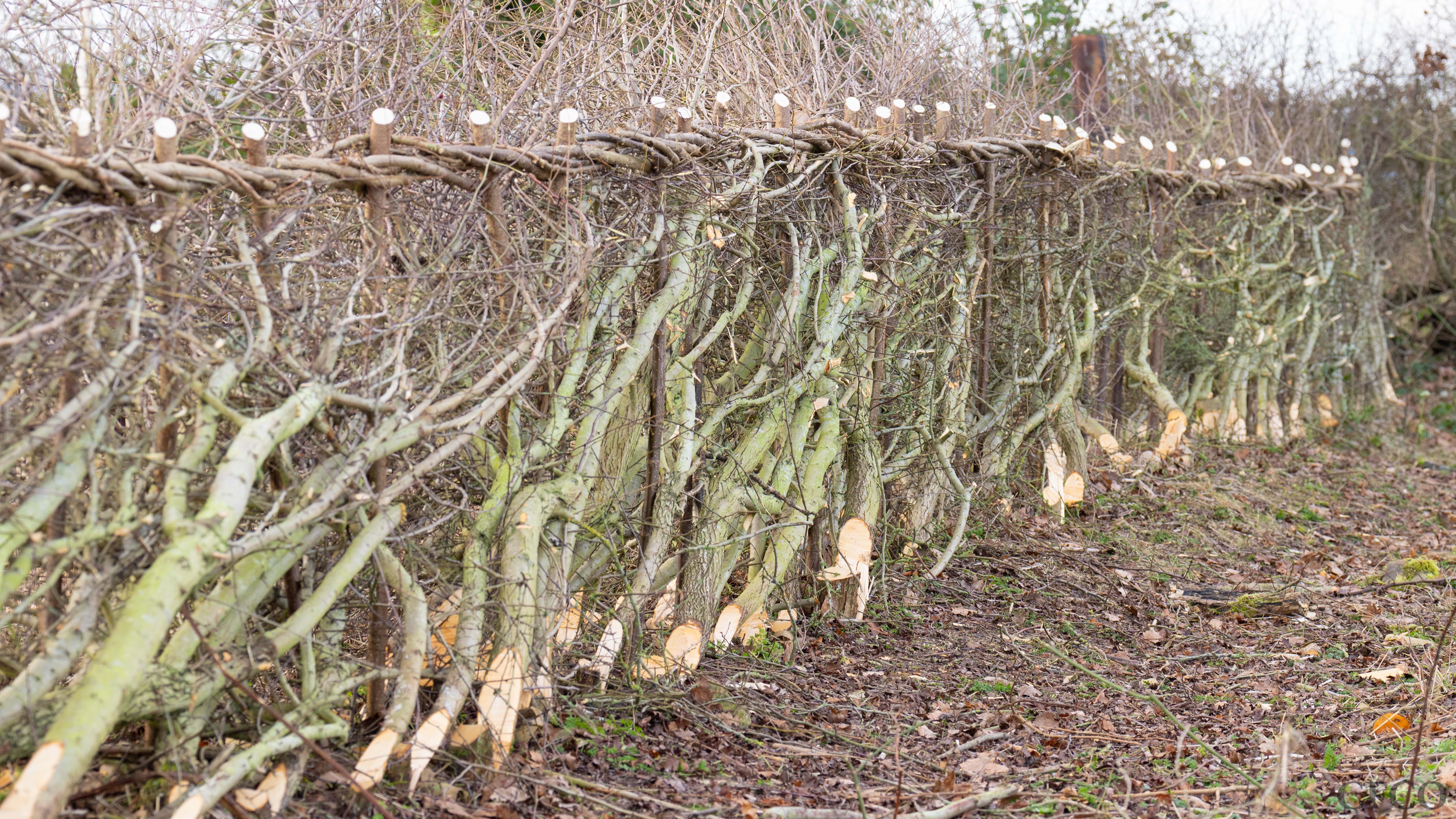 Winter hedge laying works on the Lyndon Farm in Rutland.