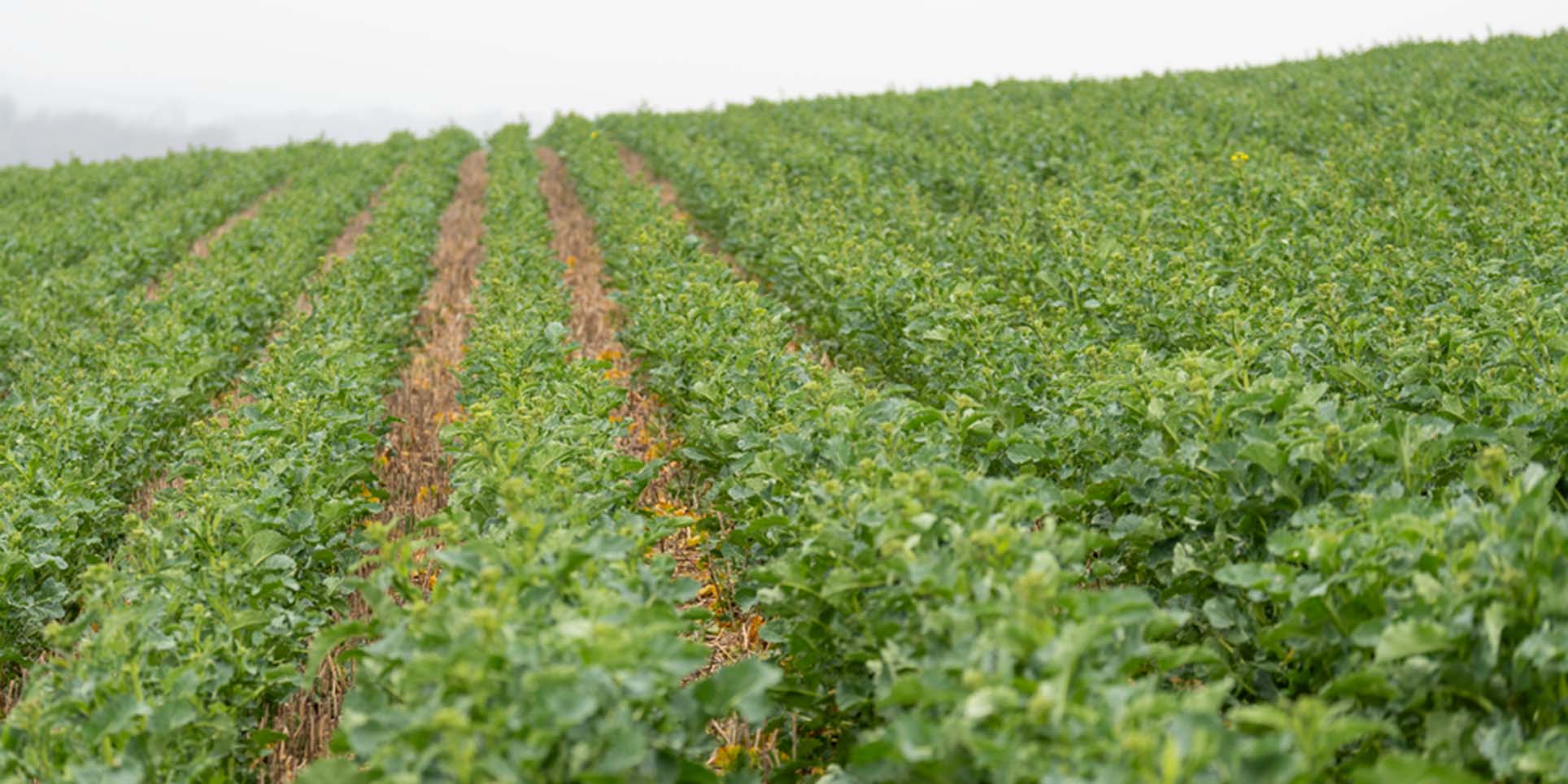 Rapeseed in Rutland, planted with the Mzuri Pro-Til, established evenly and pictured about to enter the flowering stage.
