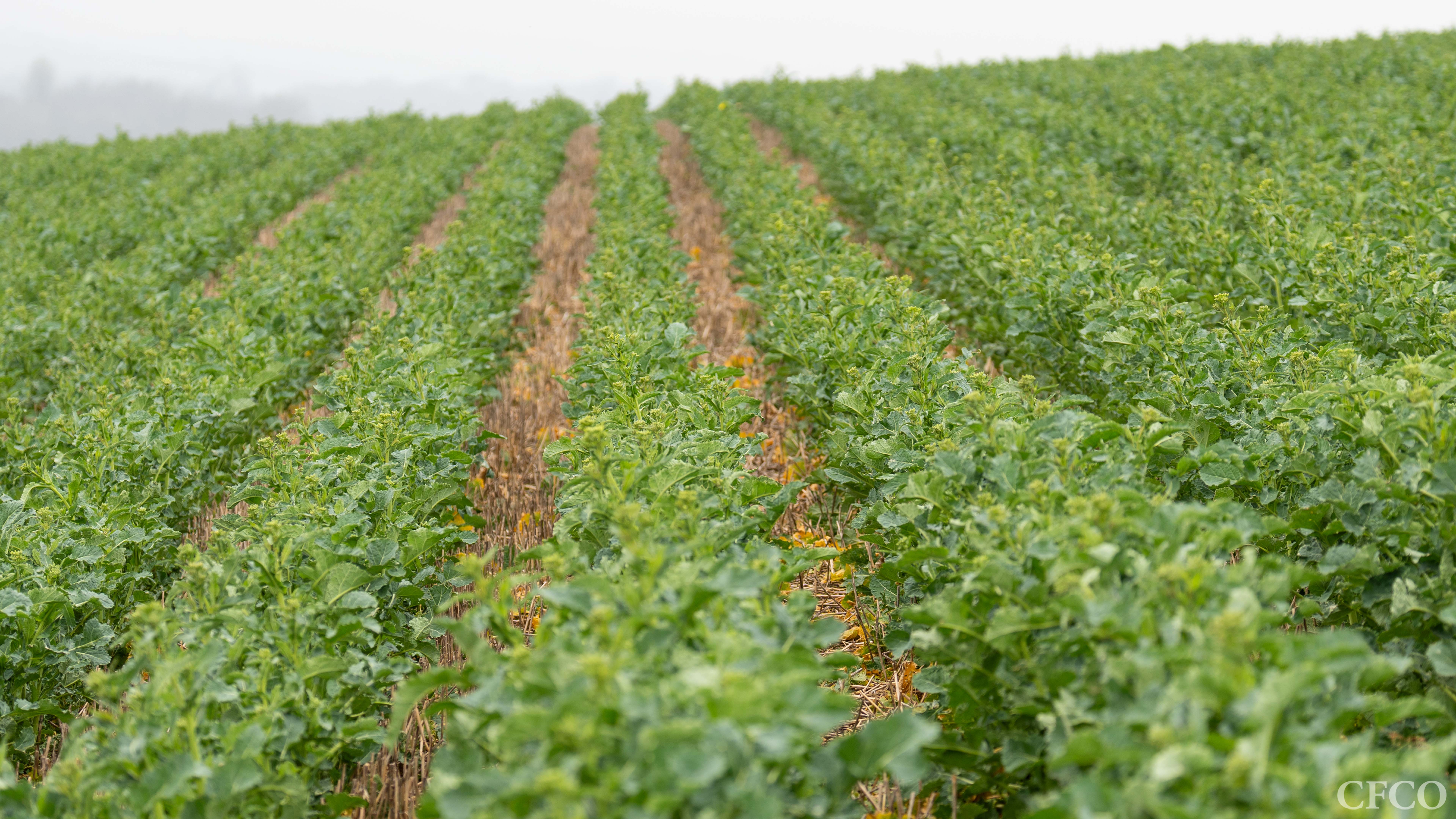Rapeseed in Rutland, planted with the Mzuri Pro-Til, established evenly and pictured about to enter the flowering stage.