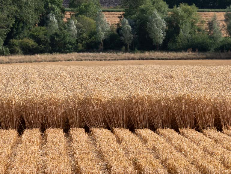 Cross section of strip-till drilled winter wheat pictured during harvest.