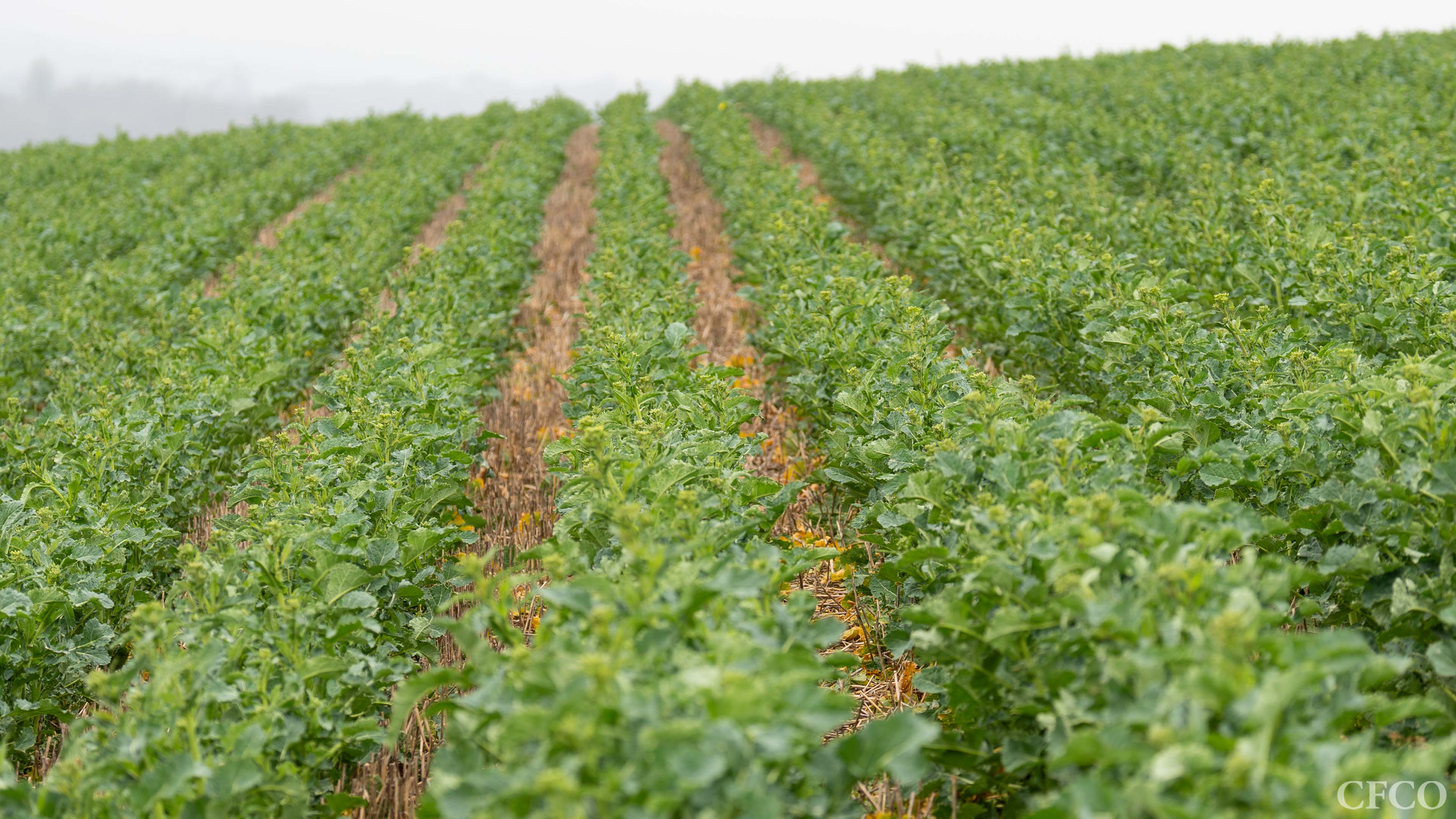 Rapeseed in Rutland, planted with the Mzuri Pro-Til, established evenly and pictured about to enter the flowering stage.