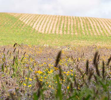 One of many flower-rich plots planted as part of SFI, and a winter green cover establishing beyond.