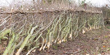Winter hedge laying works on the Lyndon Farm in Rutland.