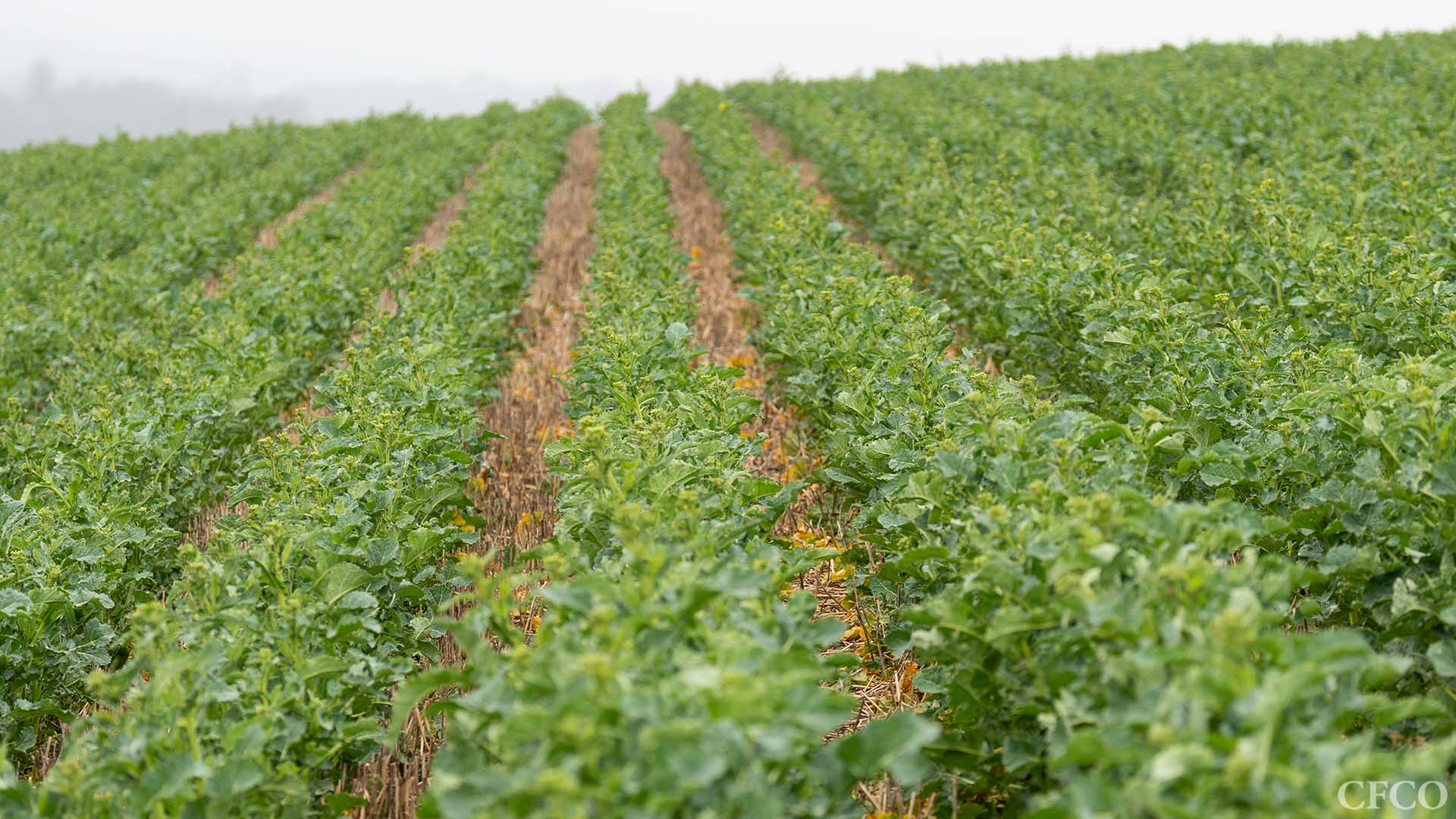 Rapeseed in Rutland, planted with the Mzuri Pro-Til, established evenly and pictured about to enter the flowering stage.