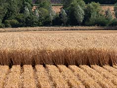 Cross section of strip-till drilled winter wheat pictured during harvest.
