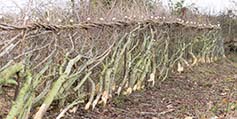 Winter hedge laying works on the Lyndon Farm in Rutland.