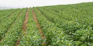 Rapeseed in Rutland, planted with the Mzuri Pro-Til, established evenly and pictured about to enter the flowering stage.
