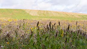 One of many flower-rich plots planted as part of SFI, and a winter green cover establishing beyond.