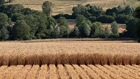 Cross section of strip-till drilled winter wheat pictured during harvest.
