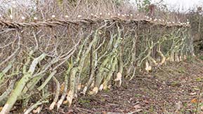 Winter hedge laying works on the Lyndon Farm in Rutland.