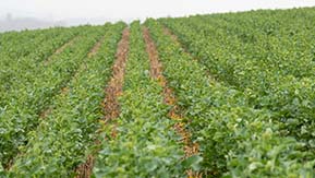 Rapeseed in Rutland, planted with the Mzuri Pro-Til, established evenly and pictured about to enter the flowering stage.