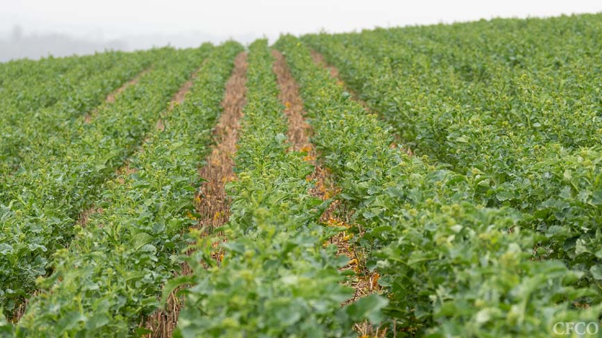 Rapeseed in Rutland, planted with the Mzuri Pro-Til, established evenly and pictured about to enter the flowering stage.