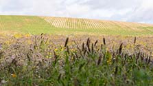 One of many flower-rich plots planted as part of SFI, and a winter green cover establishing beyond.