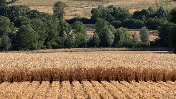 Cross section of strip-till drilled winter wheat pictured during harvest.