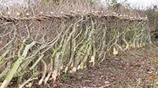 Winter hedge laying works on the Lyndon Farm in Rutland.