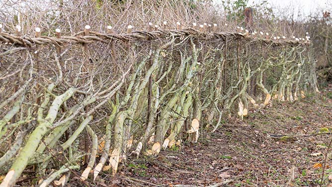Winter hedge laying works on the Lyndon Farm in Rutland.