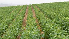 Rapeseed in Rutland, planted with the Mzuri Pro-Til, established evenly and pictured about to enter the flowering stage.