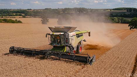 Claas Lexion 8800 Combine Harvester - One of the CFCO machines cutting winter wheat in Rutland.