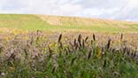 One of many flower-rich plots planted as part of SFI, and a winter green cover establishing beyond.