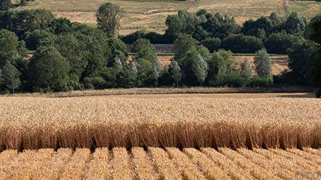 Cross section of strip-till drilled winter wheat pictured during harvest.