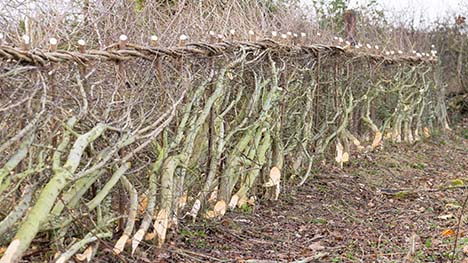 Winter hedge laying works on the Lyndon Farm in Rutland.