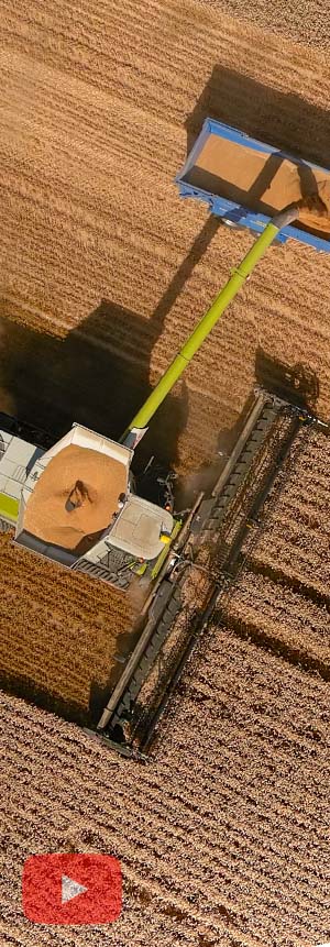 Conant Farming Claas Lexion 8800 Combine Harvester (In Wheat)